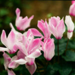 Ancient Botanical Traditions in Modern Times