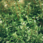Creating a Wellness Sanctuary at Home